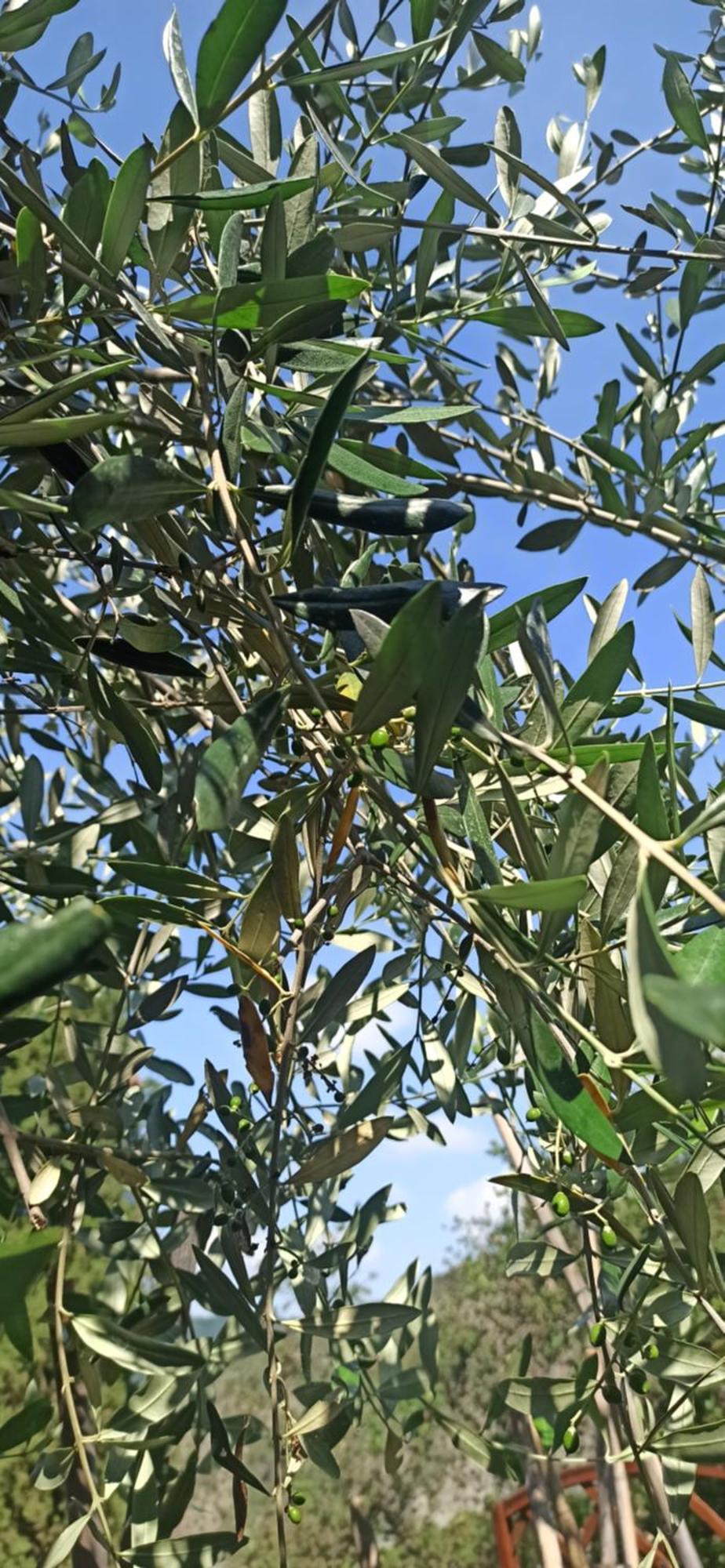 "Vento Di Levante Suite" Benvenuti In Collina คาซาร์ซา ลิกูเร ภายนอก รูปภาพ